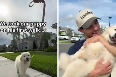 Golden Retriever puppy video