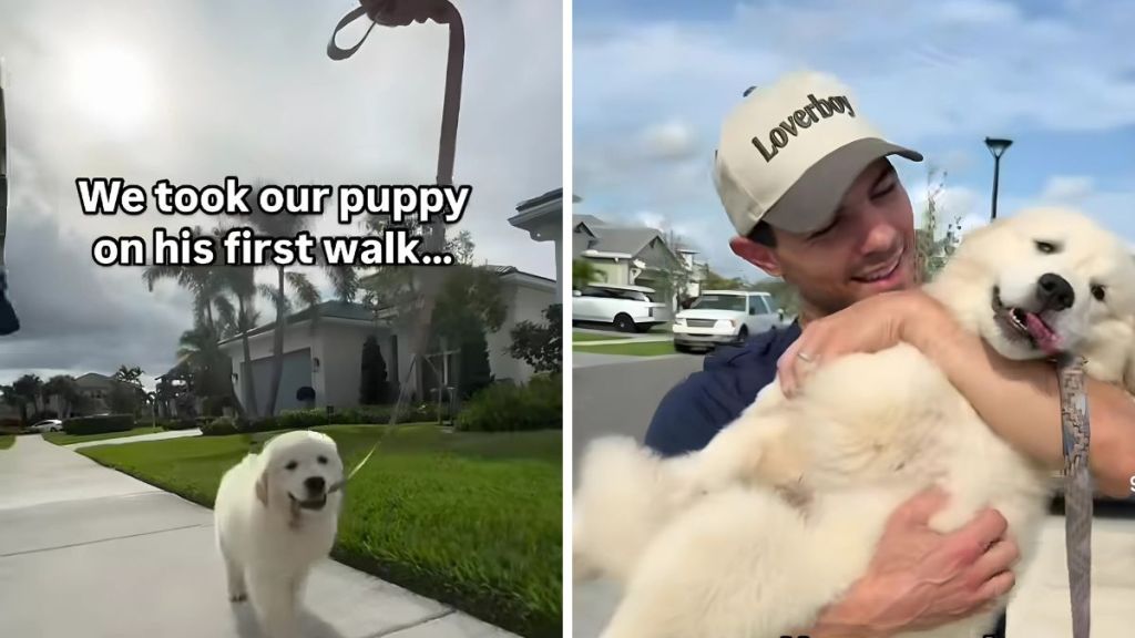 Golden Retriever puppy video