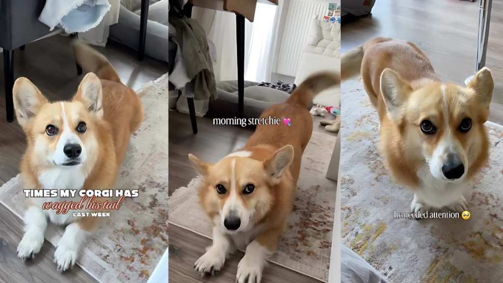 Corgi tail video