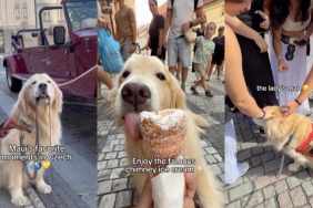 Golden Retriever Czech video