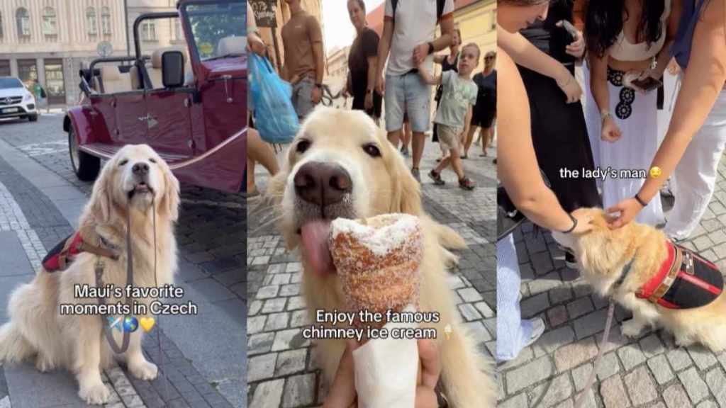 Golden Retriever Czech video