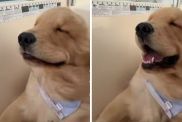 Golden Retriever puppy boat ride video