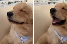 Golden Retriever puppy boat ride video