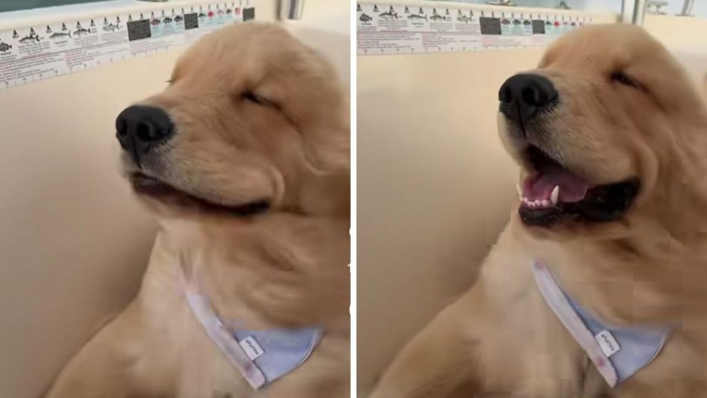 Golden Retriever puppy boat ride video