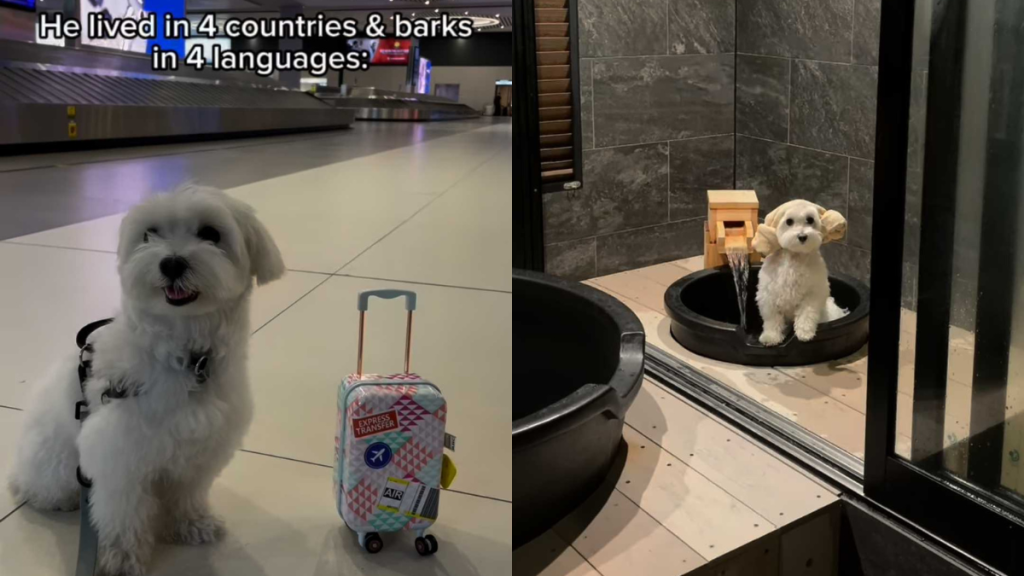 Adorable dog video