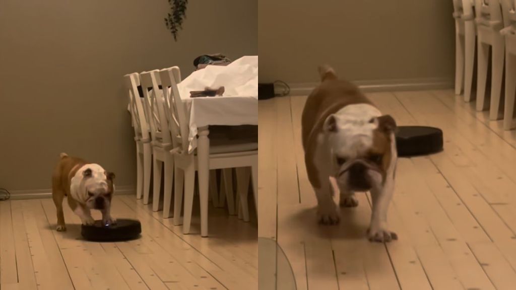 Bulldog vacuum cleaner video