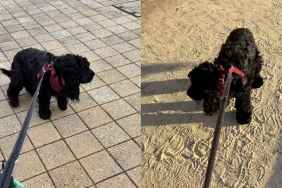 Cocker Spaniel walk video