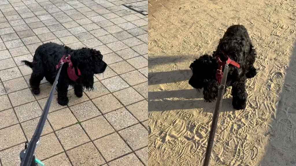 Cocker Spaniel walk video