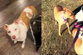 Deaf dog daughter reunion video