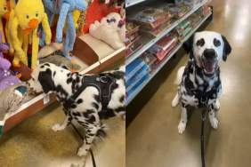 Dalmatian video