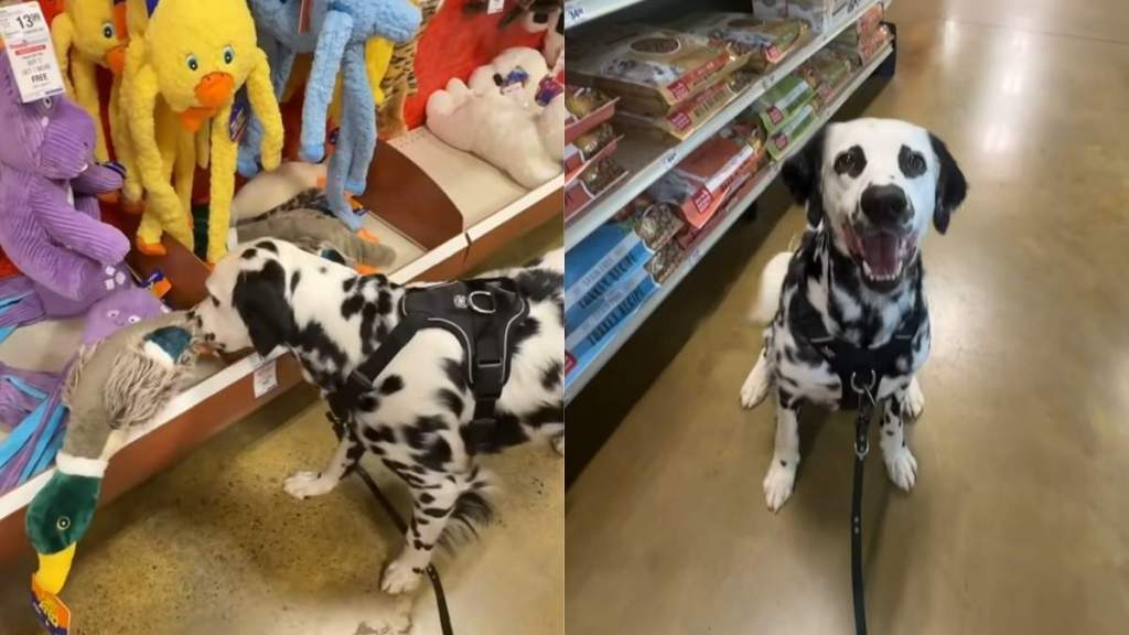 Dalmatian video