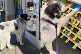 Great Pyrenees treats video