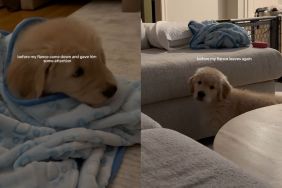 Golden Retriever puppy video
