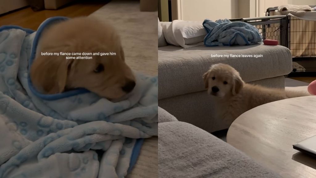 Golden Retriever puppy video