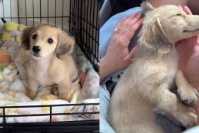 Owner Dachshund video
