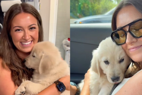 Golden Retriever puppy video