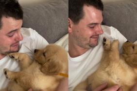 Golden Retriever puppy video