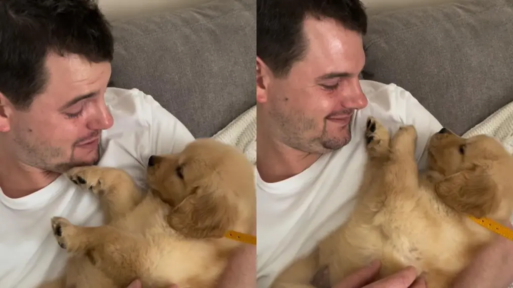 Golden Retriever puppy video
