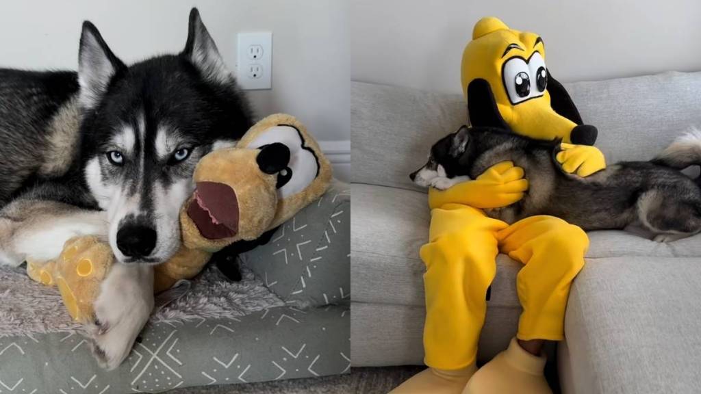 Husky Pluto video