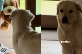 Golden Retriever video