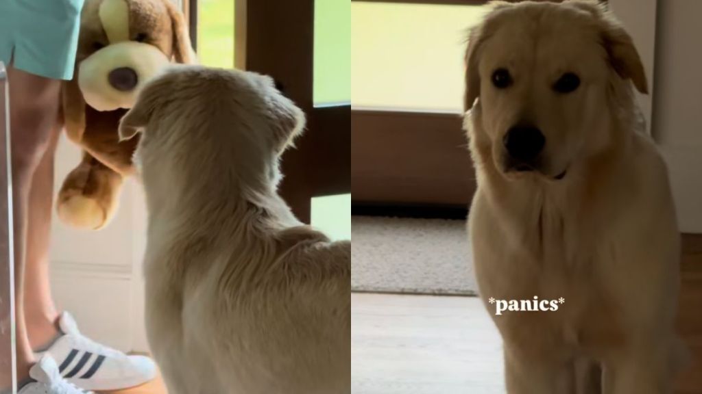 Golden Retriever video