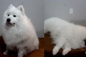 Samoyed video