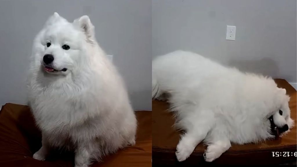 Samoyed video