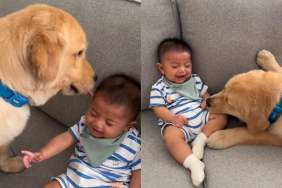 Golden Retriever baby video