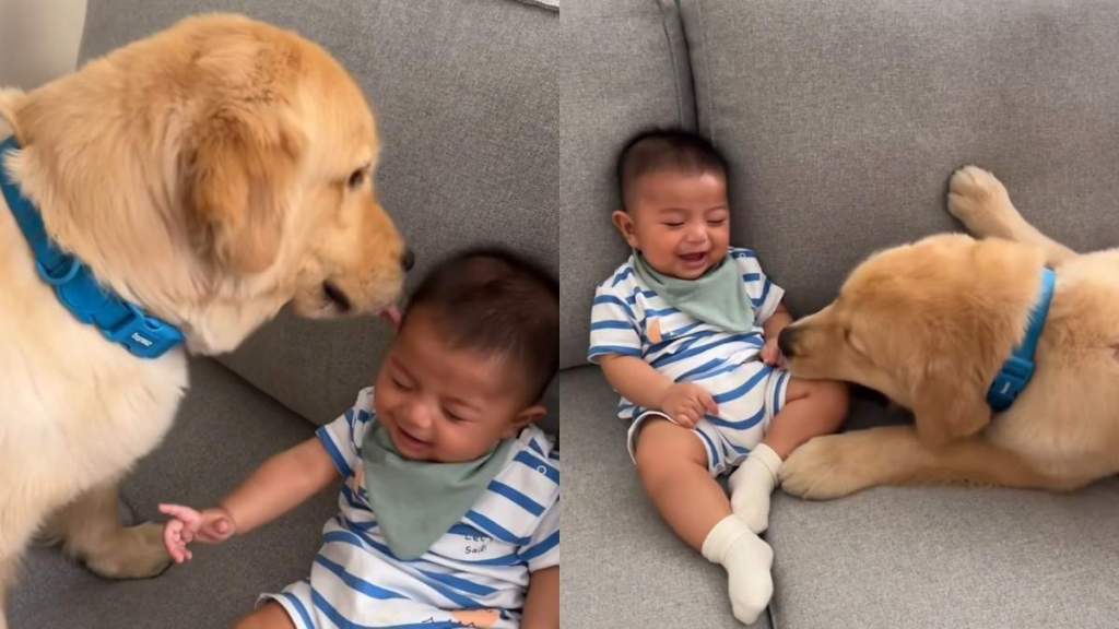 Golden Retriever baby video