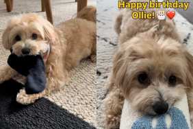 Maltipoo birthday gifts video