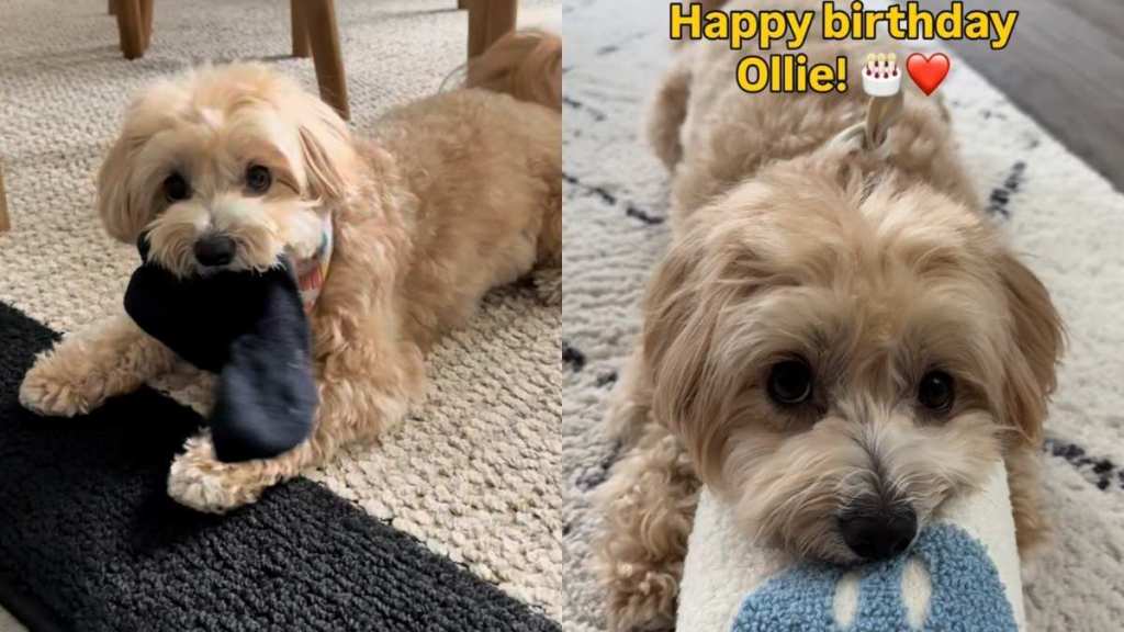 Maltipoo birthday gifts video