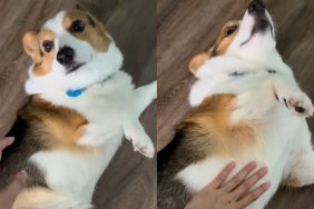 Corgi belly rubs video
