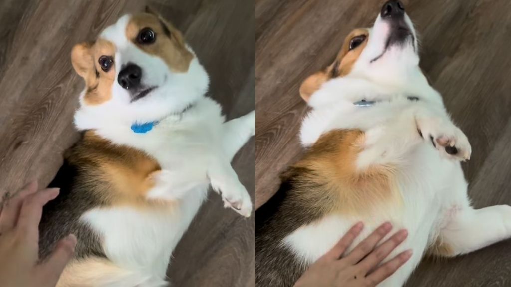 Corgi belly rubs video