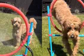 Goldendoodle video