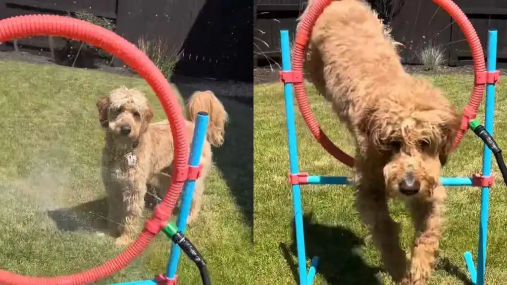 Goldendoodle video