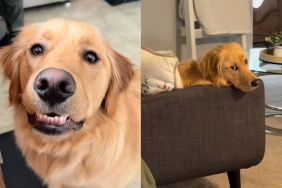 Golden retriever video
