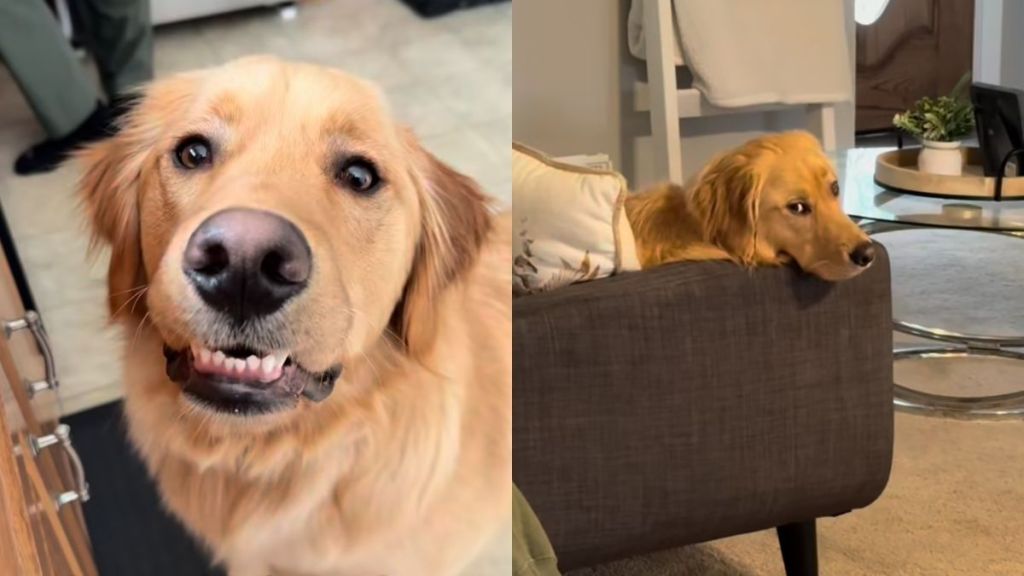 Golden retriever video