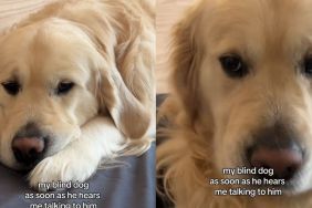 blind rescue Golden Retriever video