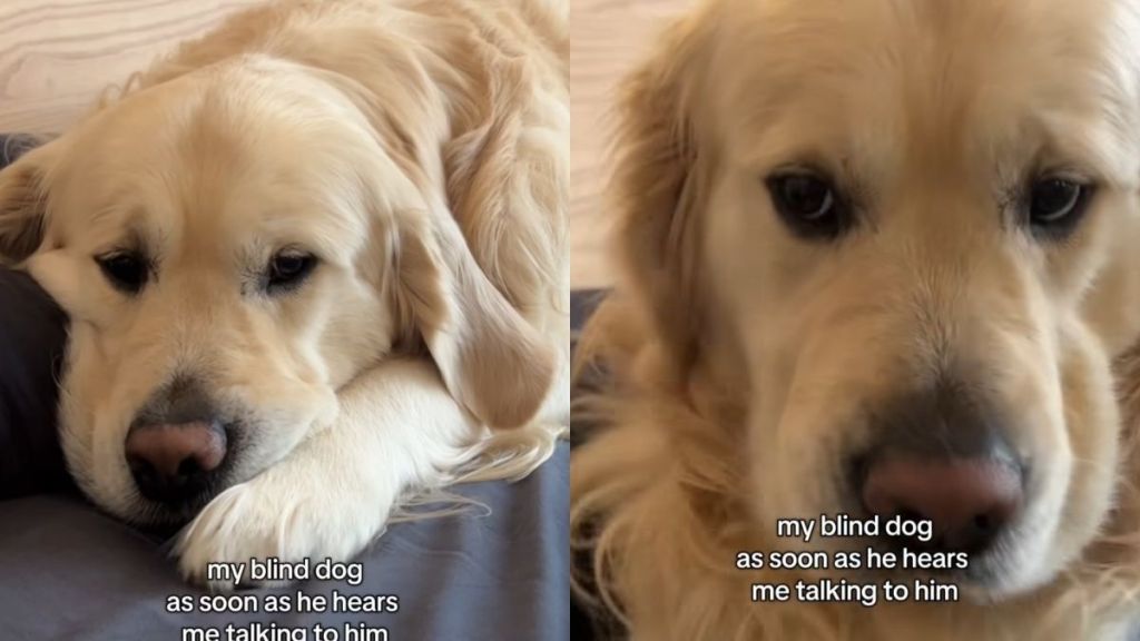 blind rescue Golden Retriever video