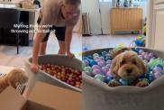 Dog ball pit video