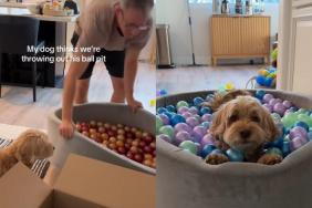 Dog ball pit video