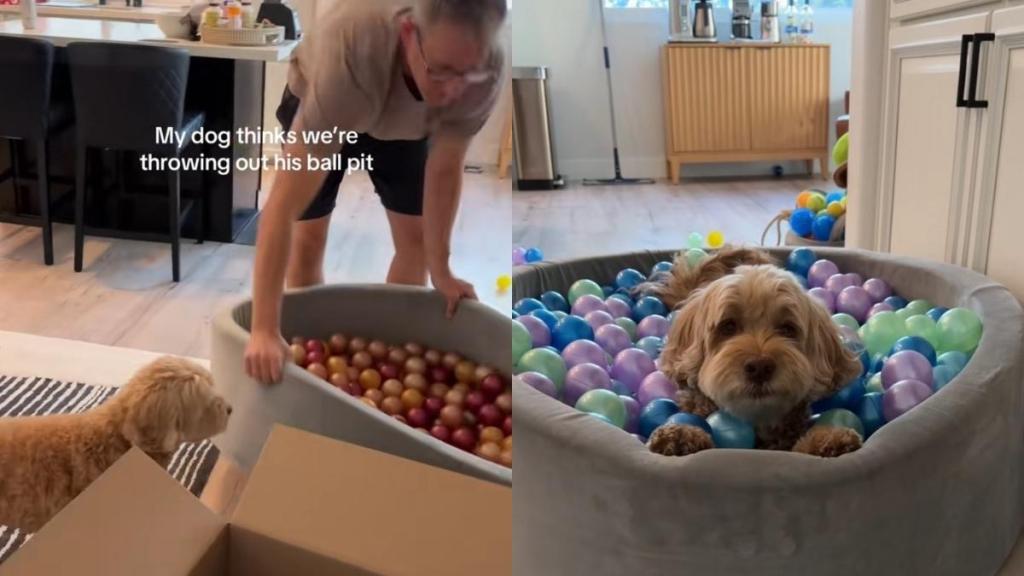 Dog ball pit video