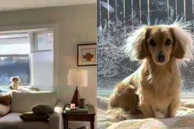 Dachshund nose art video