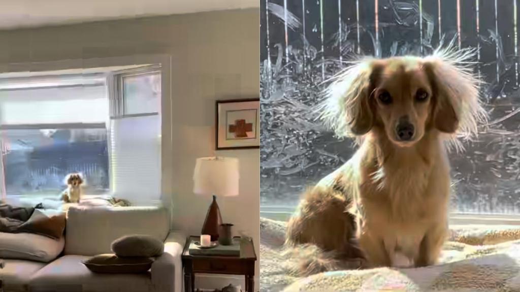 Dachshund nose art video