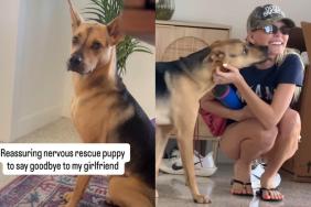 rescue puppy video