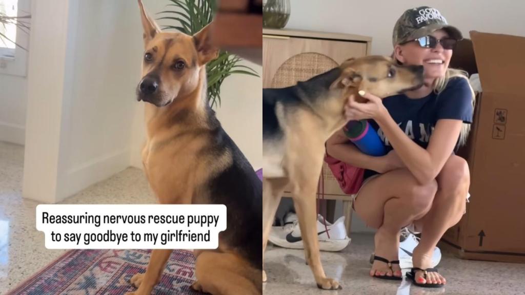 rescue puppy video