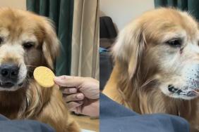 Golden Retriever biscuit video