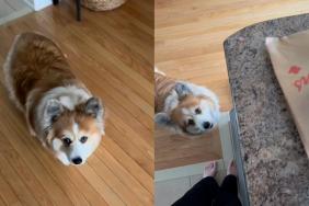Corgi summon video