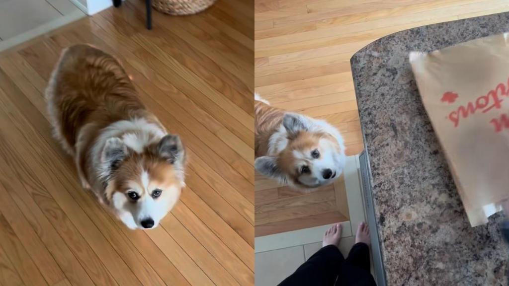 Corgi summon video