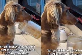 dog peanut butter video
